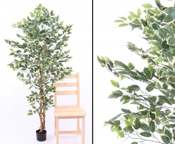 Kunstbaum Ficus grün-weiss 1008 Blätter Höhe 180cm