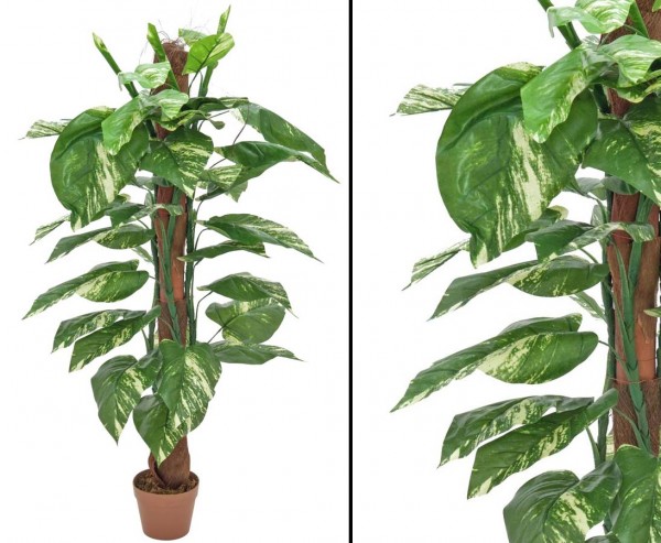 Pothos, am Stamm mit 40 Blätter, Höhe 150cm
