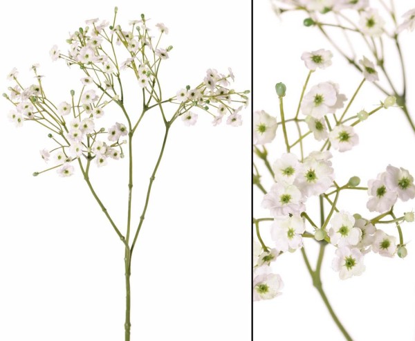 Schleierkraut 3fach verzweigt 90 weiße Blüten Höhe ca. 65cm