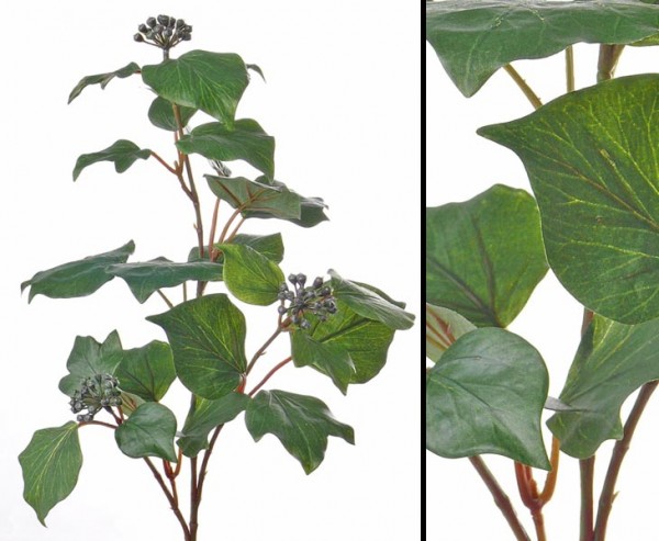 Efeuzweig Hedera taurica Gattung mit 3 Ästen, 24 Blätter, 67cm