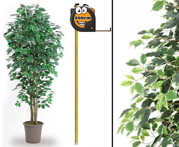 Ficus Kunstbaum Elegance 200cm mit grün-weißen Blätter und Naturstämme