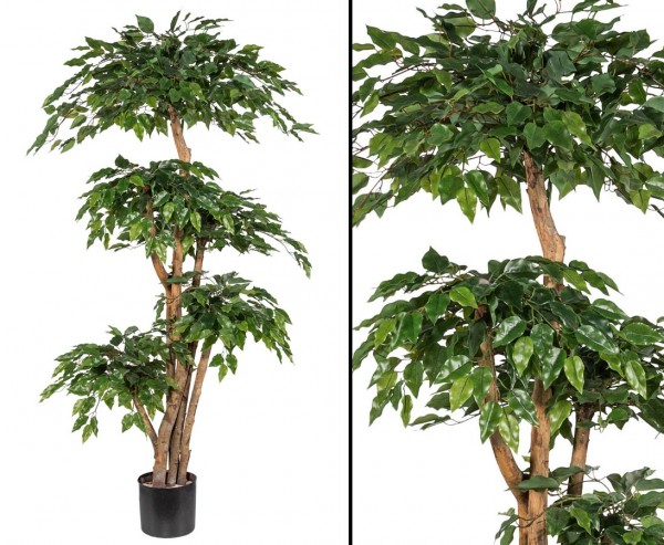 Ficus Kunstbaum mit 5 Stämmen in Natur und Blattkronen Höhe 170cm, Neues Modell