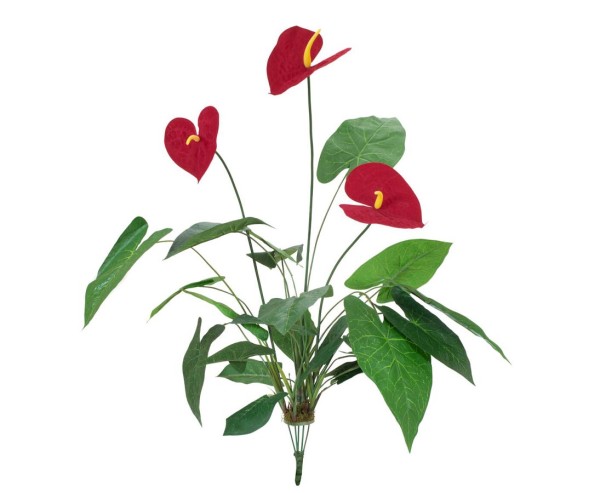 Flamingoblume Anthurium mit 3 roten Blüten 24 Blätter Höhe 71cm