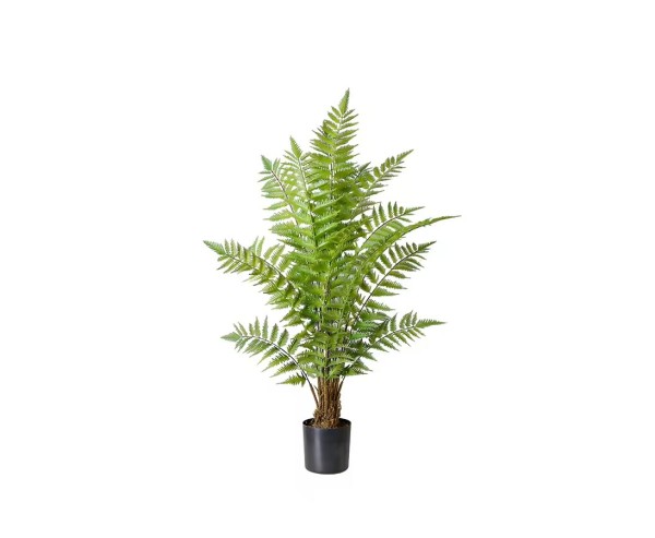Baumfarn Gewächs 95cm mit Stamm und 18 Wedel