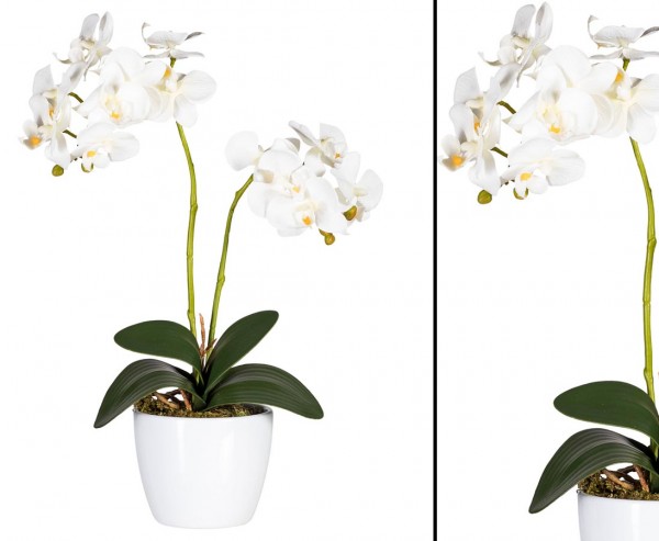 Orchideen Kunstblume mit 2 creme weiß farbigen Blüten 50cm, neues Design