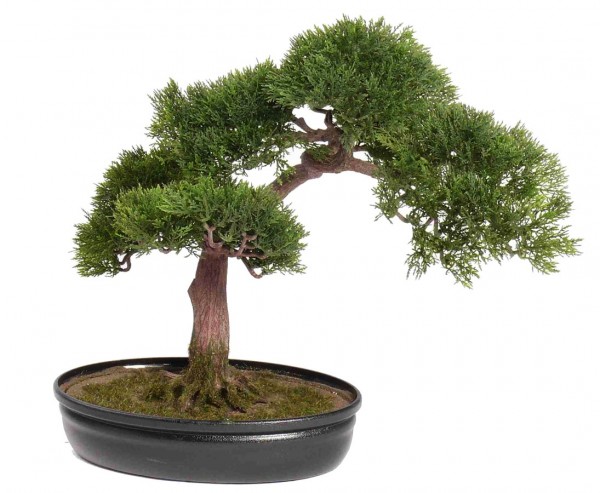 Bonsai Ceder, ca. 225 Blätter und Schale, 40cm