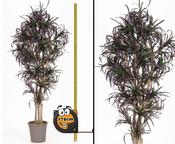 Yucca Kunstpalme mit 672 Blätter verschieden farbig 175cm hoch mit Naturstämme