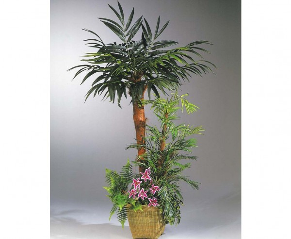 Phönixpalmenarrangement mit 200cm