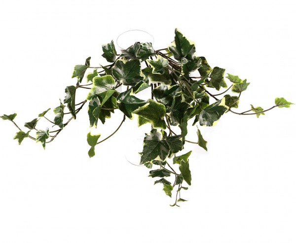 Efeuhänger grün weiß mit 80 Blätter ca. 45cm