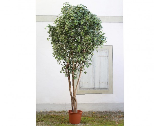 Ficus Kunstbaum XL mit Naturstämmen 300cm mit Zementtopf und grün weiße Blätter