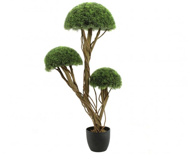 Grashalbkugelbaum mit 3 Stämmen im Topf Höhe ca. 126cm