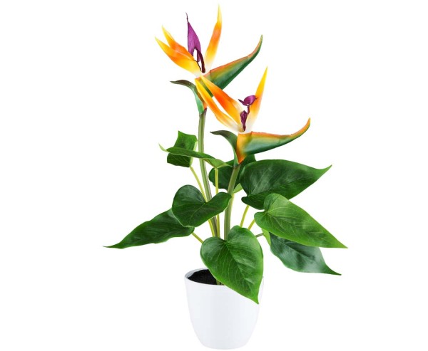 Strelitzia Tischpflanze 41cm mit 2 Blüten 9 Blättern im weißen Topf