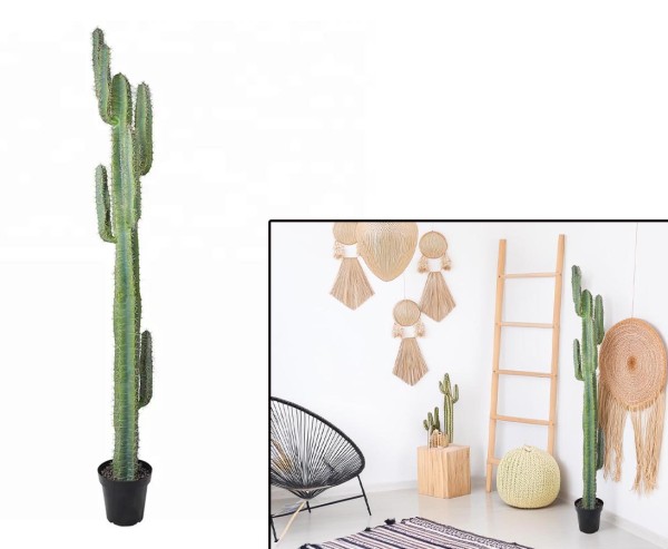 Mexikanischer Finger Kaktus grün mit 7 Armen 210cm im Topf