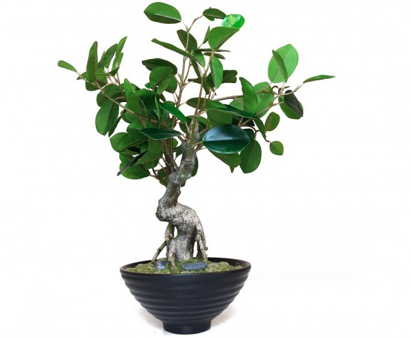 Künstlicher Bonsai Ficus 48cm mit 110Blätter im schwarzen Keramiktopf