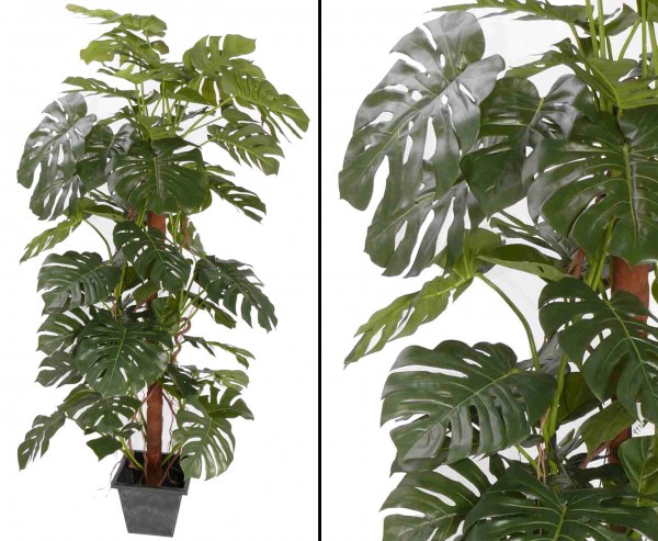 Monstera deliciosa Fensterblatt 60 Blätter, Höhe ca. 190cm