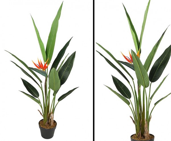 Strelizienstaude 120cm mit 12 Blättern und 1 Blüte im Topf