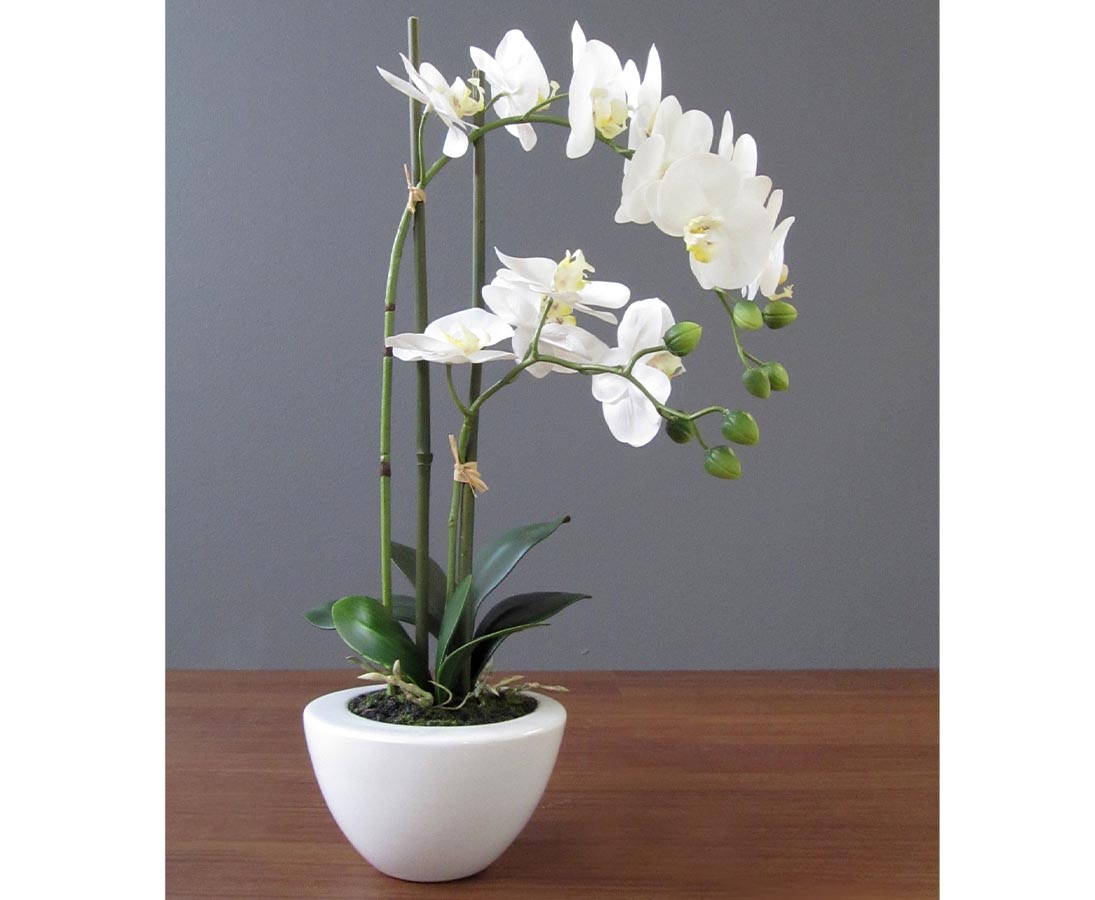 OrchideenD7kccR8tt0FZa