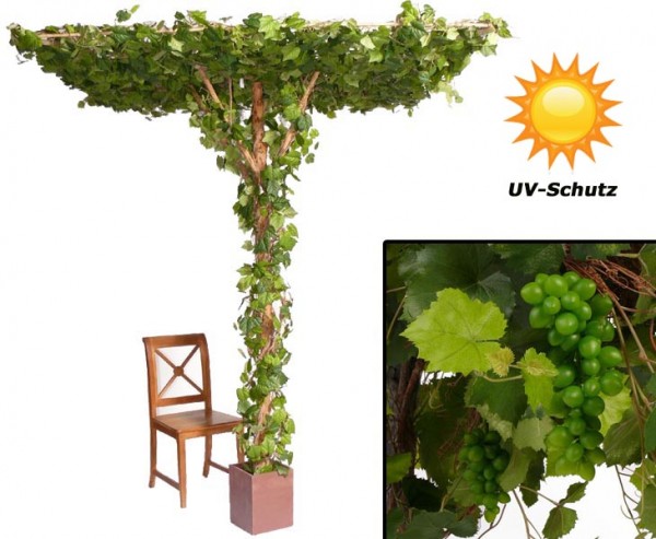 Rebstock mit Dachtraube, quadratische Form mit UV Schutz, mit 2856 Blätter, 28 Weinreben mit Trauben