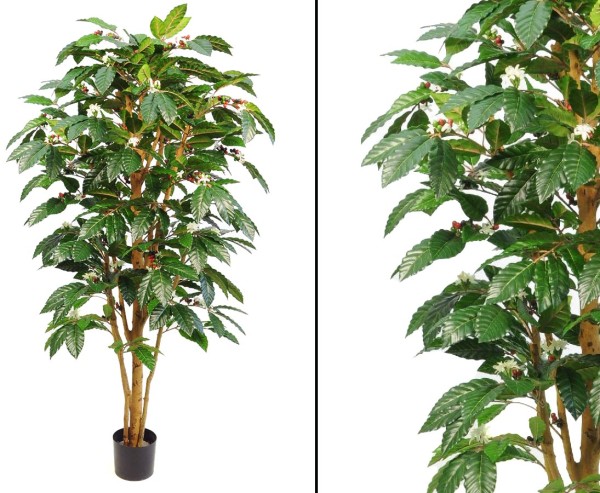 Kaffeebaum künstlich mit Früchten und Echtstamm Höhe 150cm