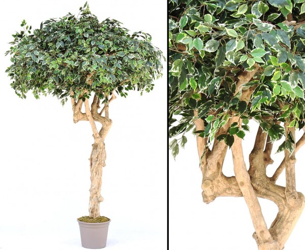 Ficus Kunstbaum in Schirmform 275cm mit Echtholzstamm mit Ästen