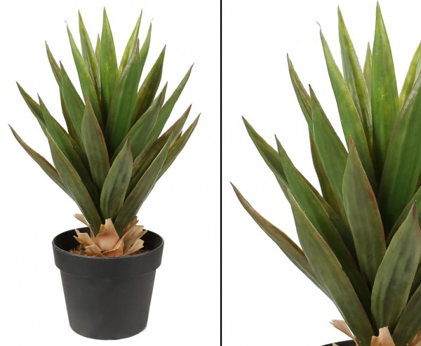 Aloe Vera Pflanze 31 Blätter mit ca. 50cm im Topf