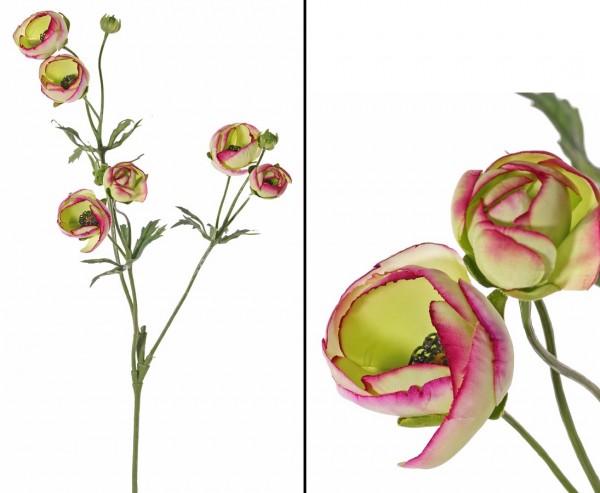 Ranunkel Zweig mit 6 Blüten & 3 Knospen limettenrose farbig Höhe 65cm