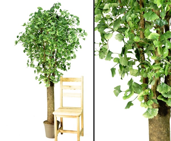 Ginkgo Kunstbaum 200cm mit 12cm dickem Stamm und 1456 Blätter