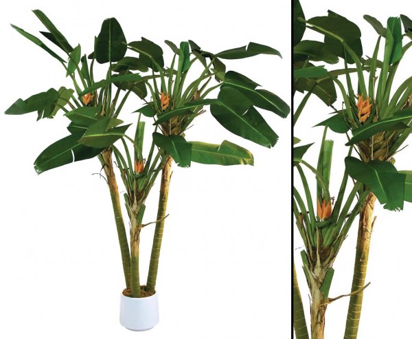 Strelizienpalme 3-fach mit 33 Blätter und 17 Blüten Höhe ca. 250cm