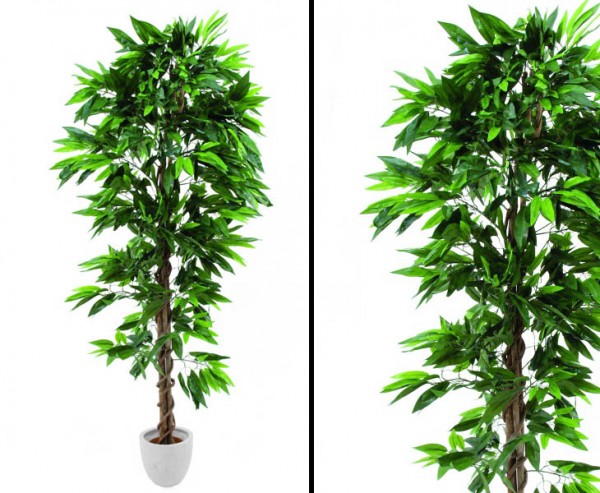 Dschungelbaum Mango Naturstamm im Zementtopf Höhe 210cm