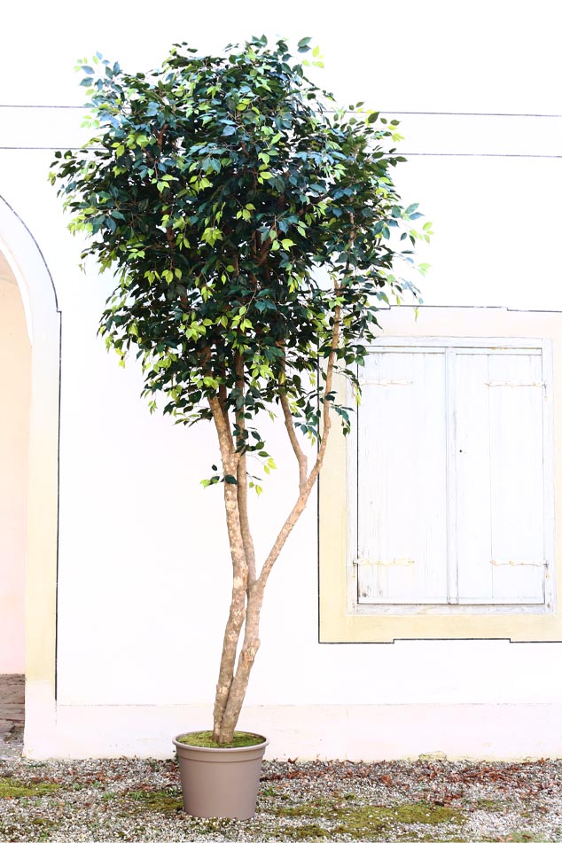 Ficus-Kunstbaum