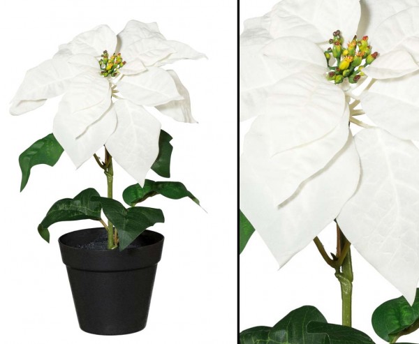 Weihnachtsstern 35cm mit creme farbiger Blüte im Topf