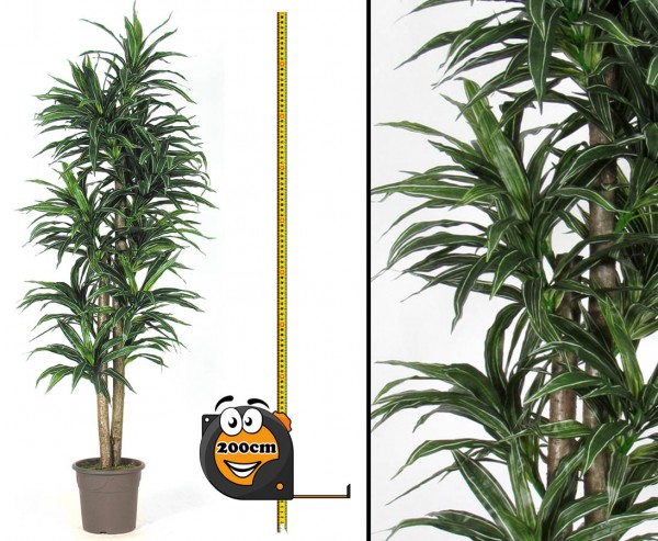 Dracena Kunstpalme 368 Blättern grün weiß 2 Naturstämme