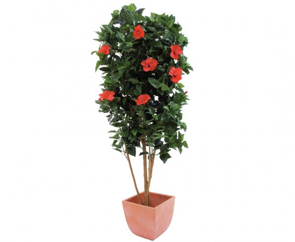 Hibiskusbaum, Naturstamm, 1057 Blätter, 150cm