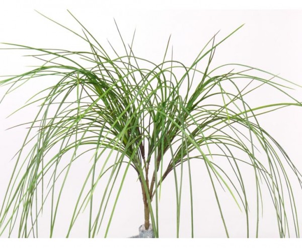 Grasbüschel, Deko Gras mit 8 Büschel aus Halmen, Höhe ca. 50cm