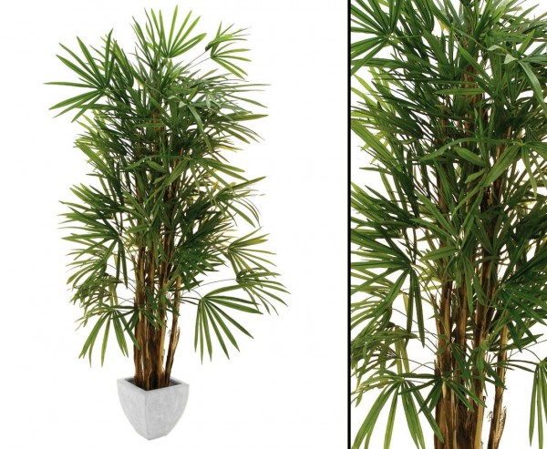 Steckenpalme mit 1635 Blätter Höhe von ca. 220cm