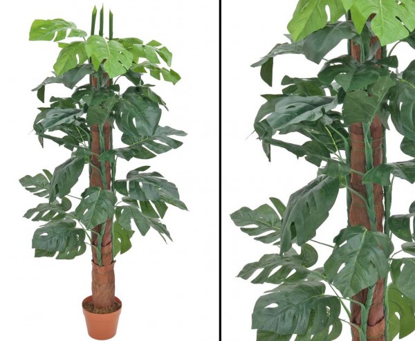 Splitphilodendron, am Stamm mit 40 Blättern, Höhe 150cm