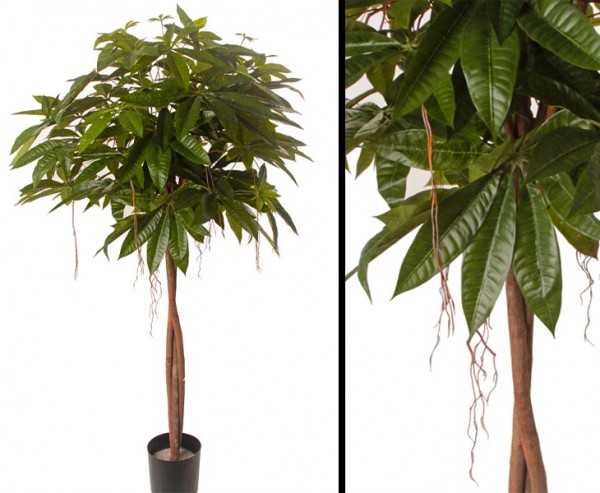 Pachira 150cm mit 3 gedrehte Echtholz Stämme und 469 Blättern