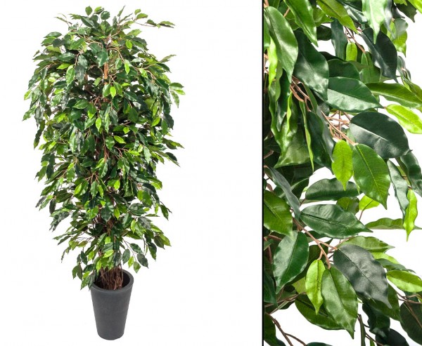 Ficus Benjamini Multitrunk mit 1440 Blätter Höhe ca.180cm
