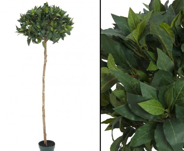 Lorbeerkugelbaum Textilpflanze mit 900 Blättern Höhe 180cm