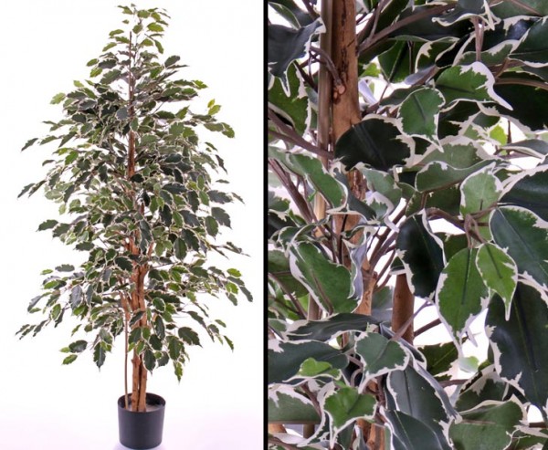 Künstlicher Ficus exotica mit bunten grünen Blättern Höhe ca. 150cm