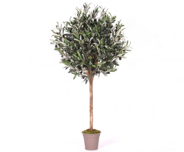 Olivenbaum 125cm kugelform Ø 40cm mit 640 Blätter und 60 Oliven