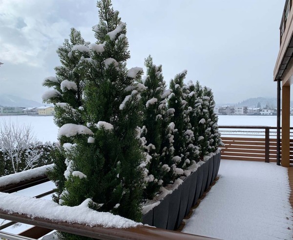 KunstpflanzenWinter1uShjsYmCr4rJW