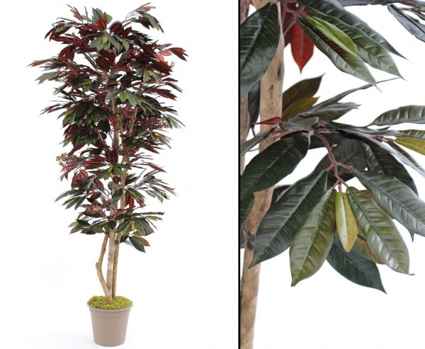 Kaffeebaum künstlich mit Früchten Höhe 200cm
