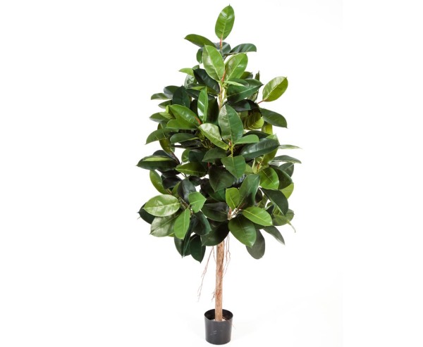 Künstlicher Ficus Gummibaum "Elastica" Höhe 180cm mit 170 Blätter