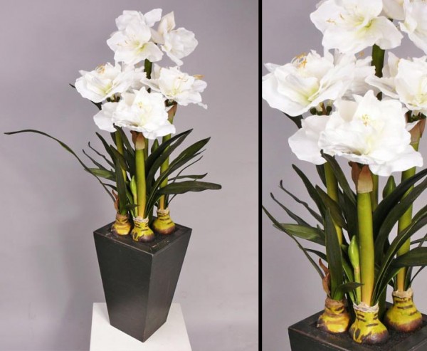 Amaryllis, weiß, mit Holztopf, Höhe 130cm