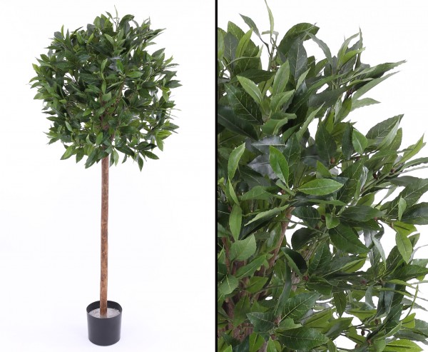 Lorbeerbaum, schwer entflammbar, Echtholzstamm, Höhe 140cm