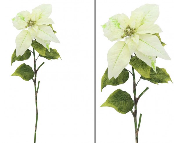 Adventsstern cremefarben, Länge 72cm