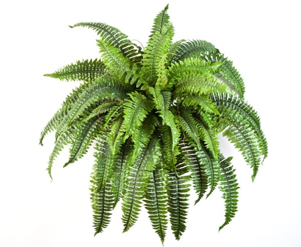 Riesen Königsfarn grün mit Durch. geöffnet von ca. 90cm und 50 Blattzweige