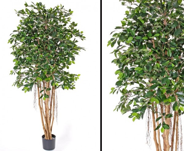 Künstlicher Ficus Microcarpa mit ca. 1440 Blättern Höhe 150cm