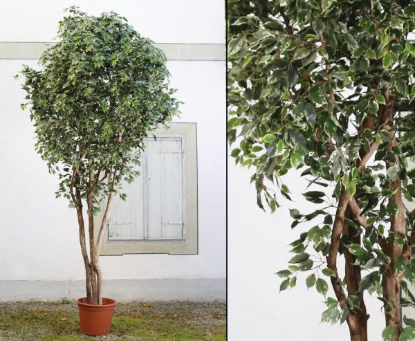 Ficus Kunstpflanzen Baum XL 450cm Naturstämme und Topf